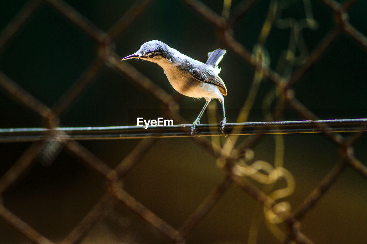 Close-up of bird perching on fence