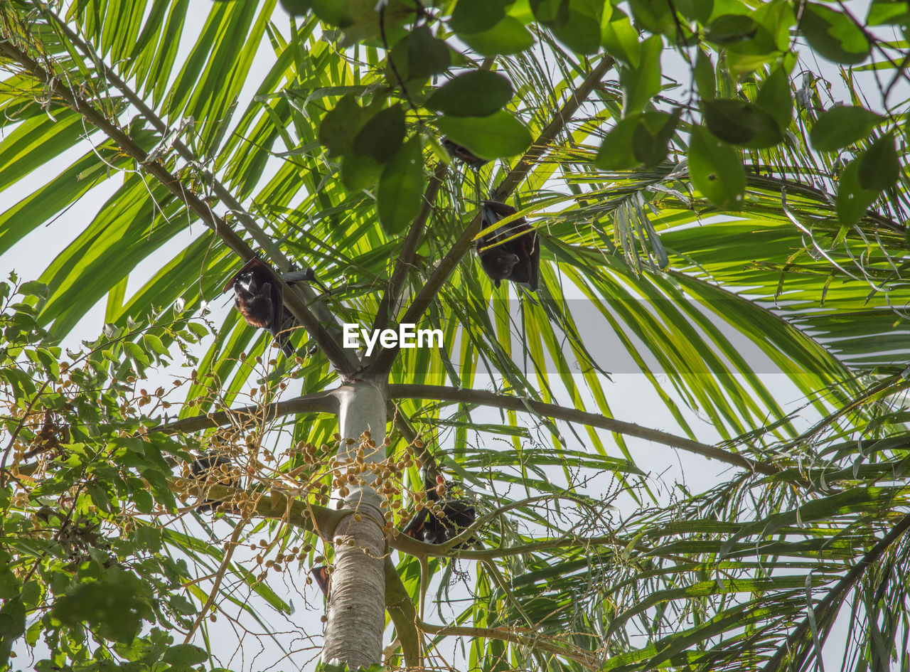 LOW ANGLE VIEW OF A BIRD ON TREE