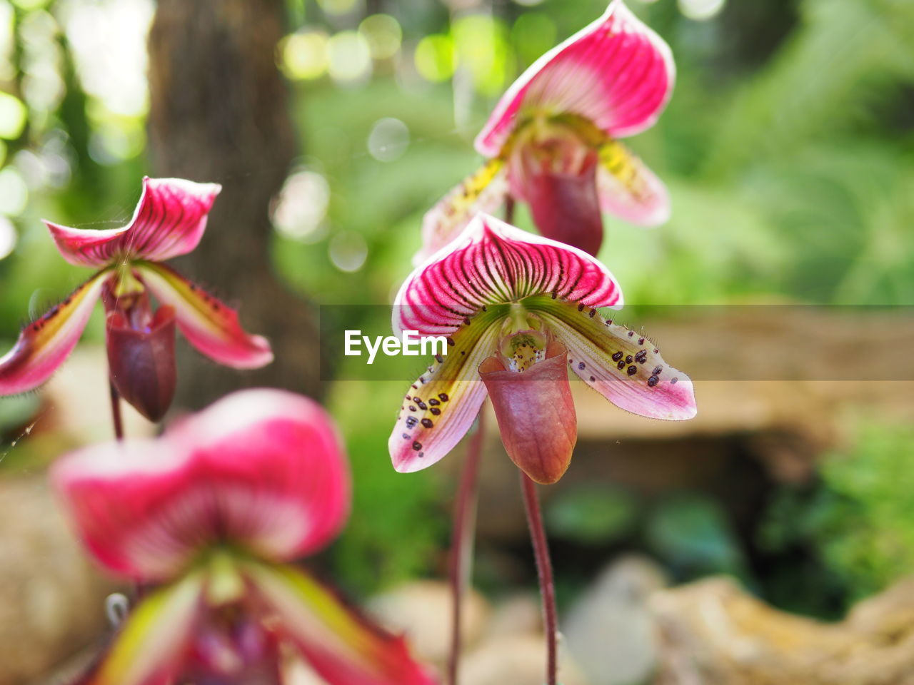 Close-up of flowers blooming outdoors