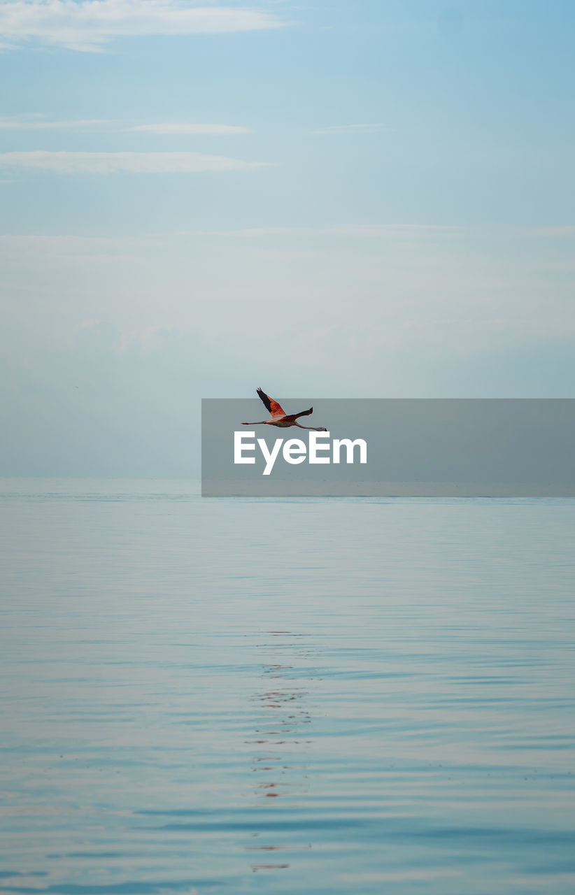 SCENIC VIEW OF BIRD FLYING OVER SEA AGAINST SKY