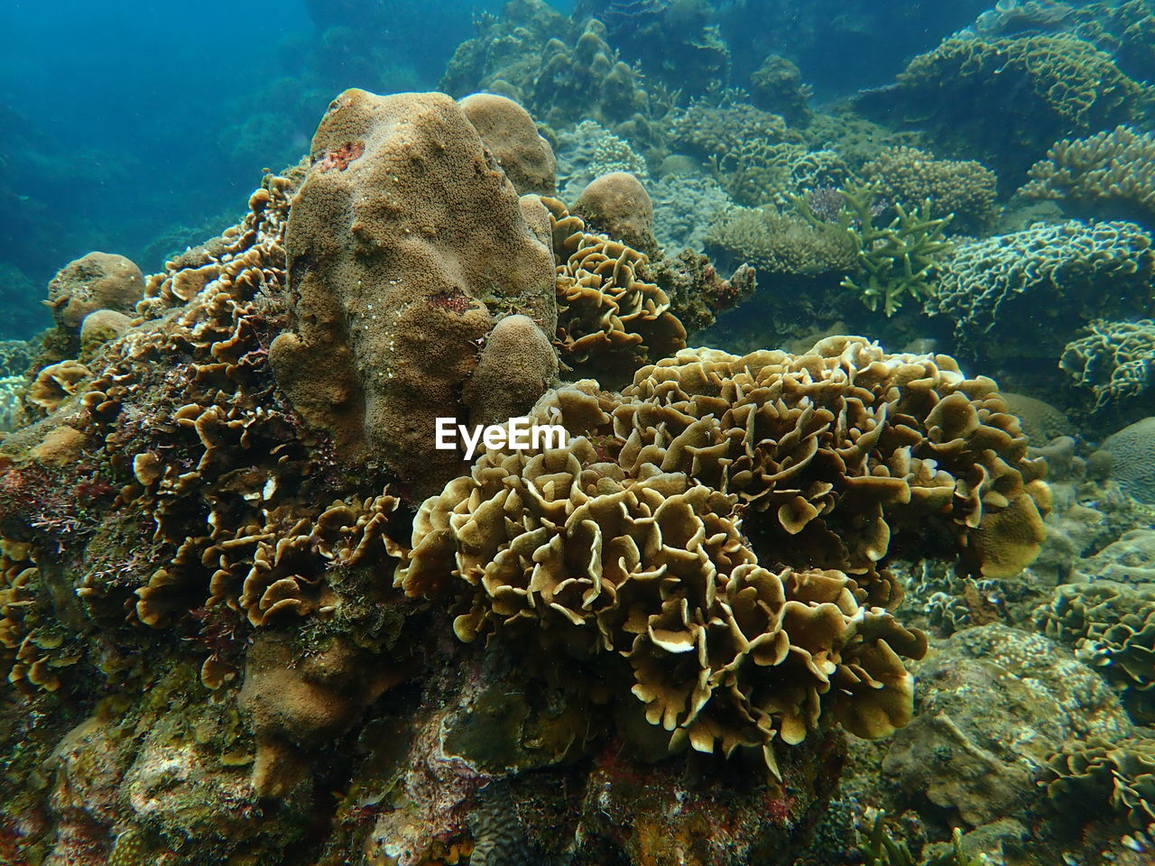 Beautiful coral found at coral reef area at tioman island, malaysia