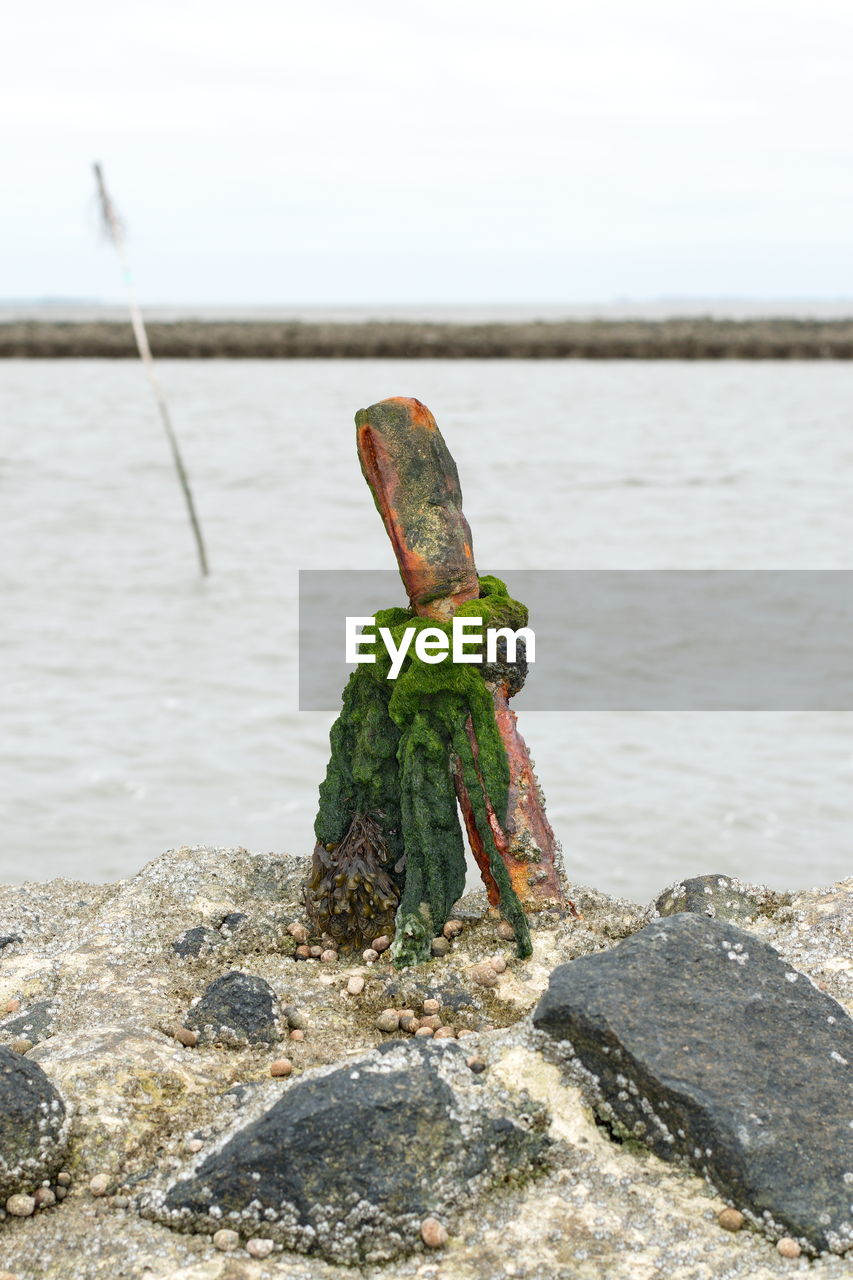 CLOSE-UP OF ROCKS ON SHORE AT BEACH