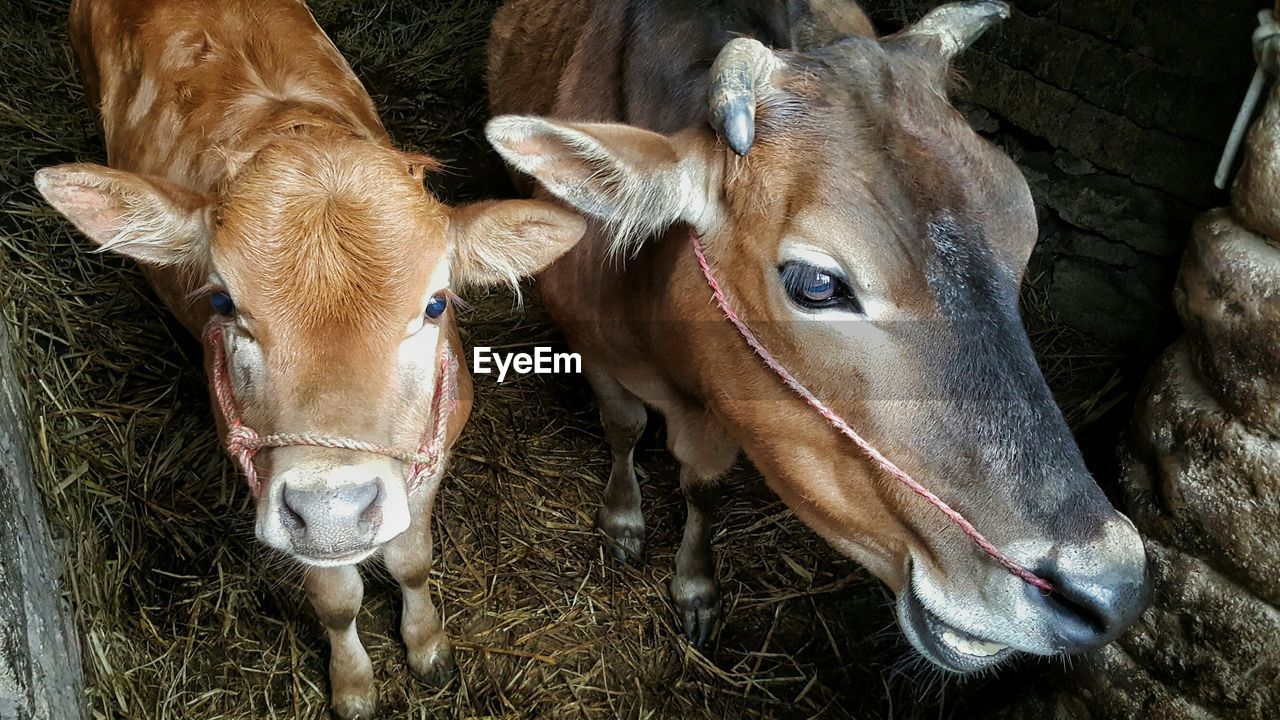 High angle view of cows standing in pen