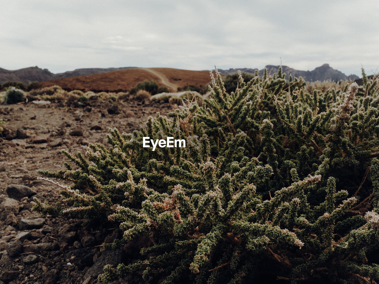 Plants growing on land against sky