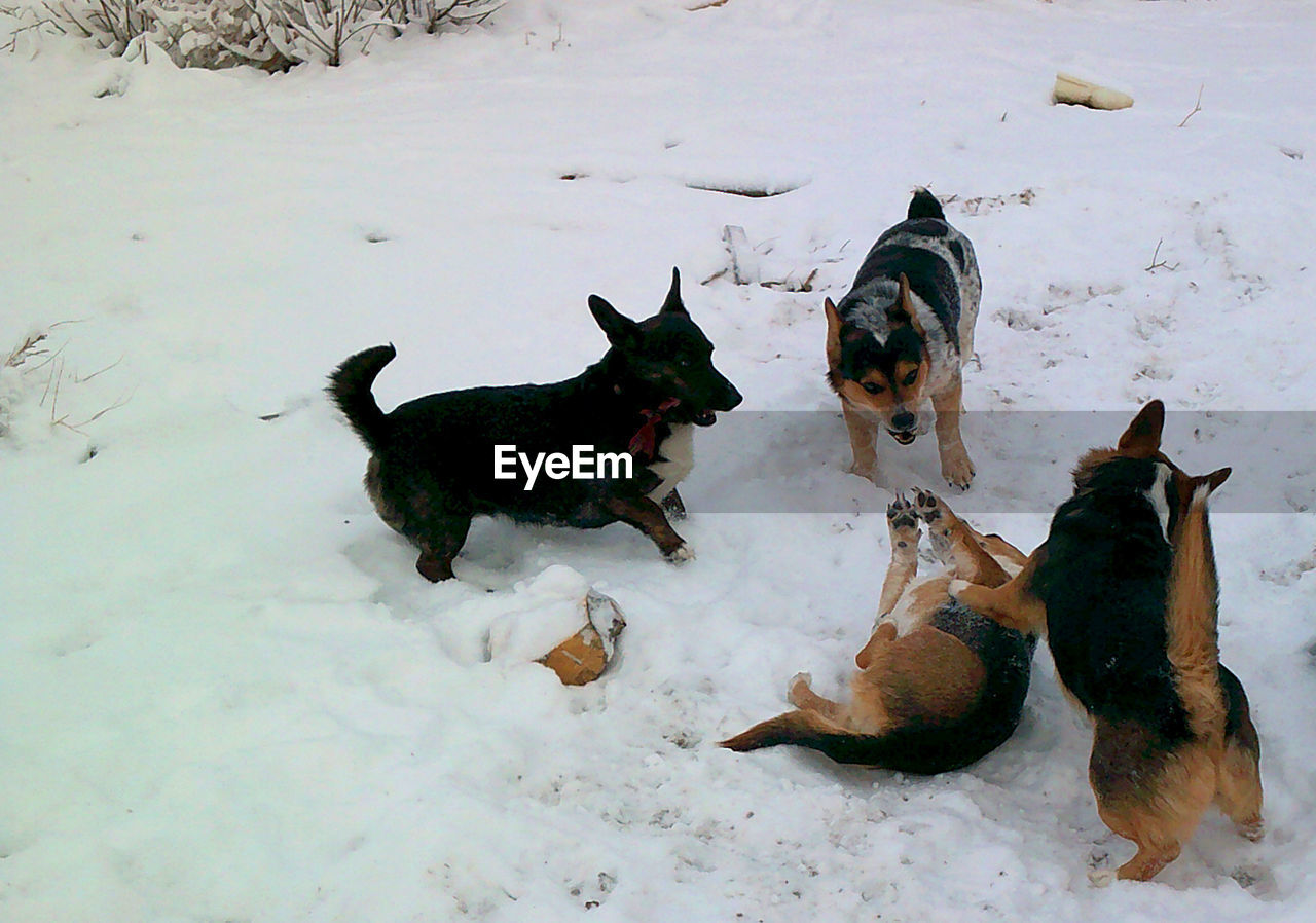 Pembroke welsh corgi dogs on snowy field