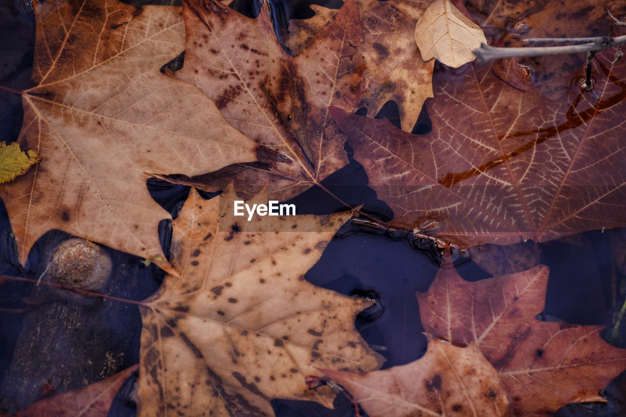 Close-up of dry maple leaf during autumn