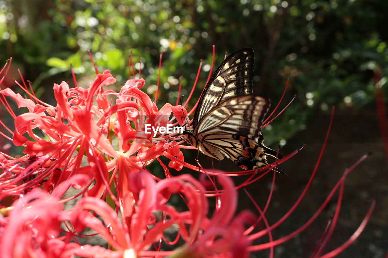 CLOSE-UP OF BUTTERFLY ON RED FLOWERING PLANT