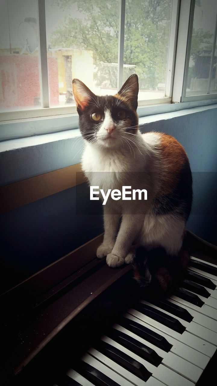 Portrait of cat sitting on piano at home