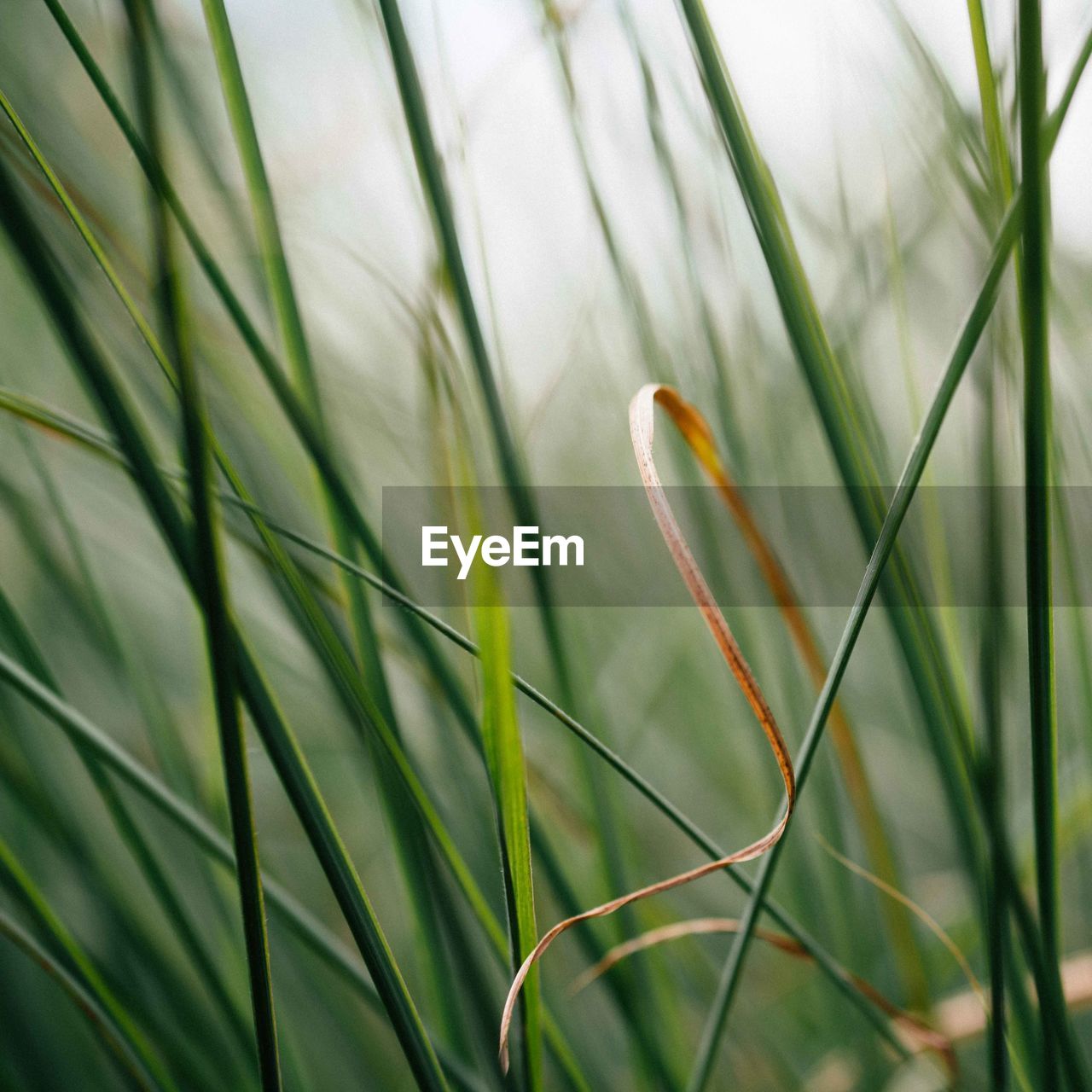 CLOSE-UP OF FRESH GREEN LEAF ON GRASS IN FIELD