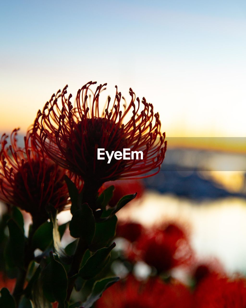 Close-up of red flowering plant against sky during sunset