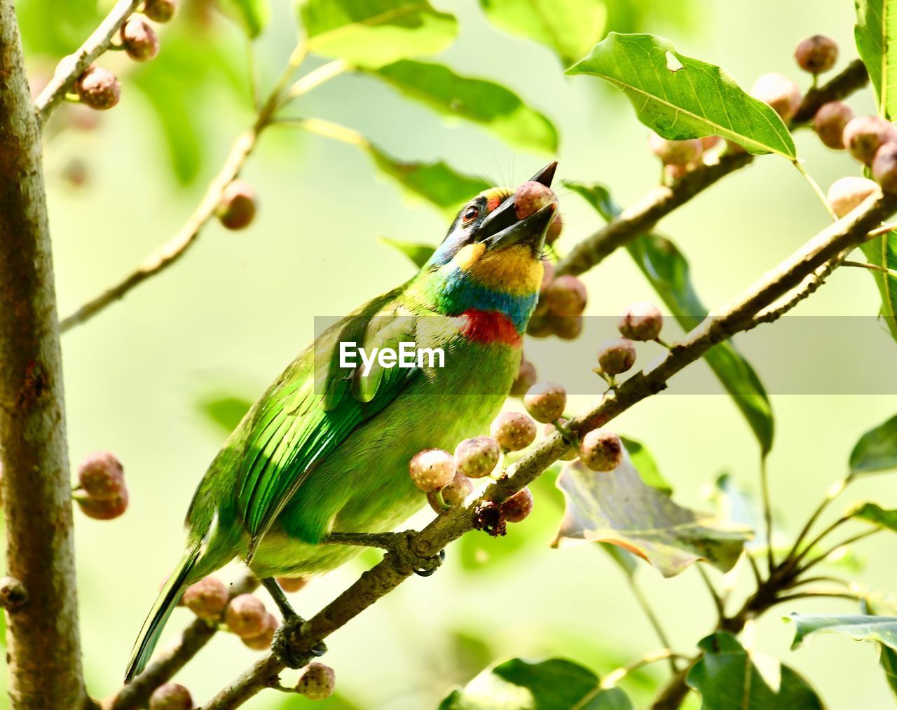 BIRD PERCHING ON A BRANCH