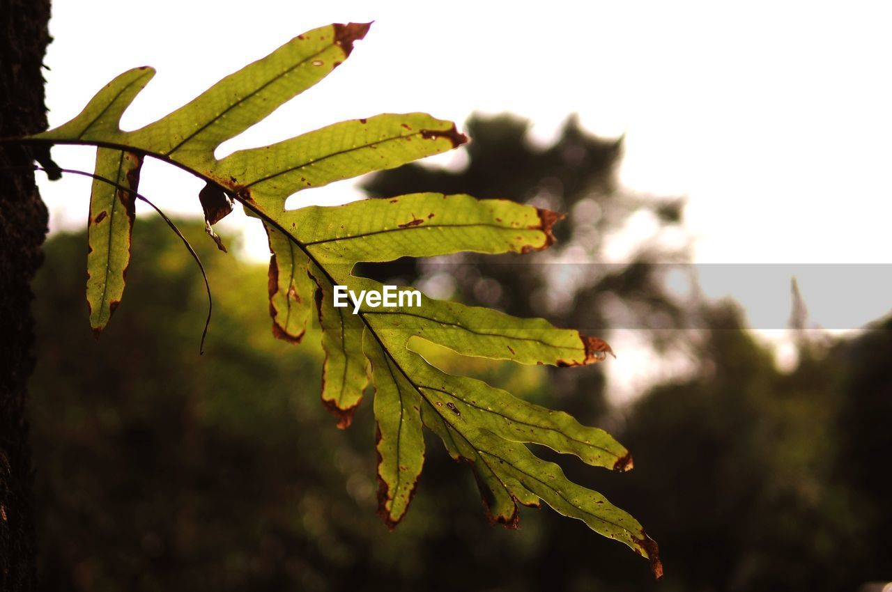 Close-up of fresh green plant against blurred background