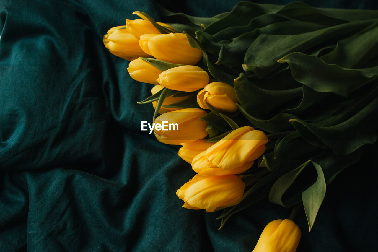 High angle view of yellow tulips on bed