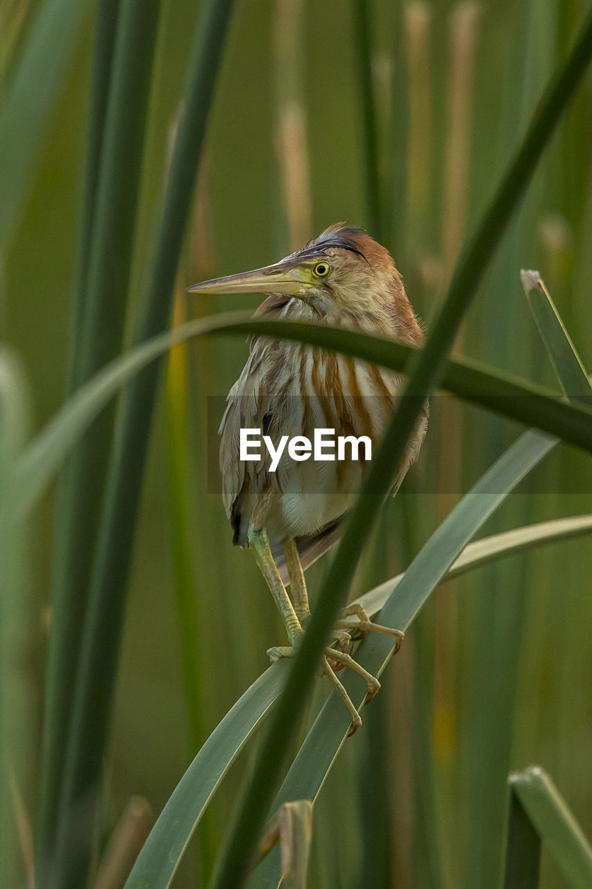 CLOSE-UP OF BIRD PERCHING ON A BRANCH