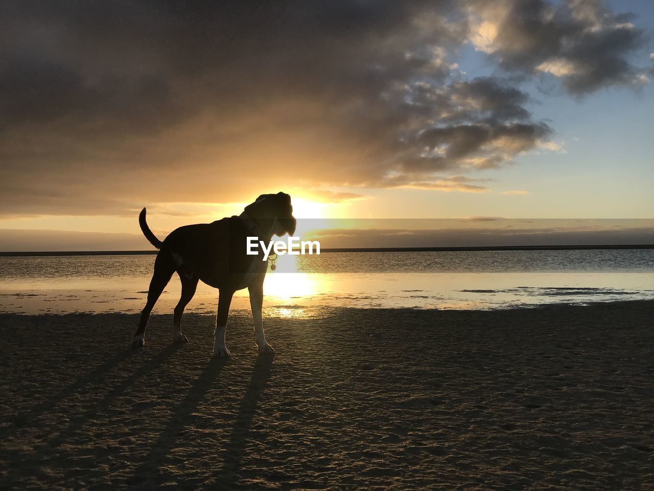 DOG STANDING ON BEACH