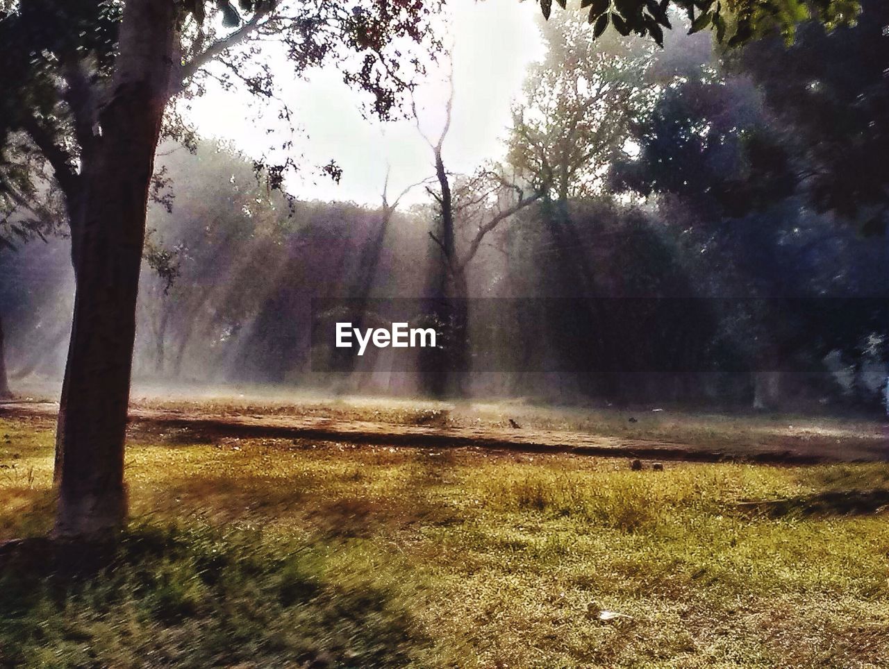 SUNLIGHT STREAMING THROUGH TREES ON FIELD AGAINST SKY