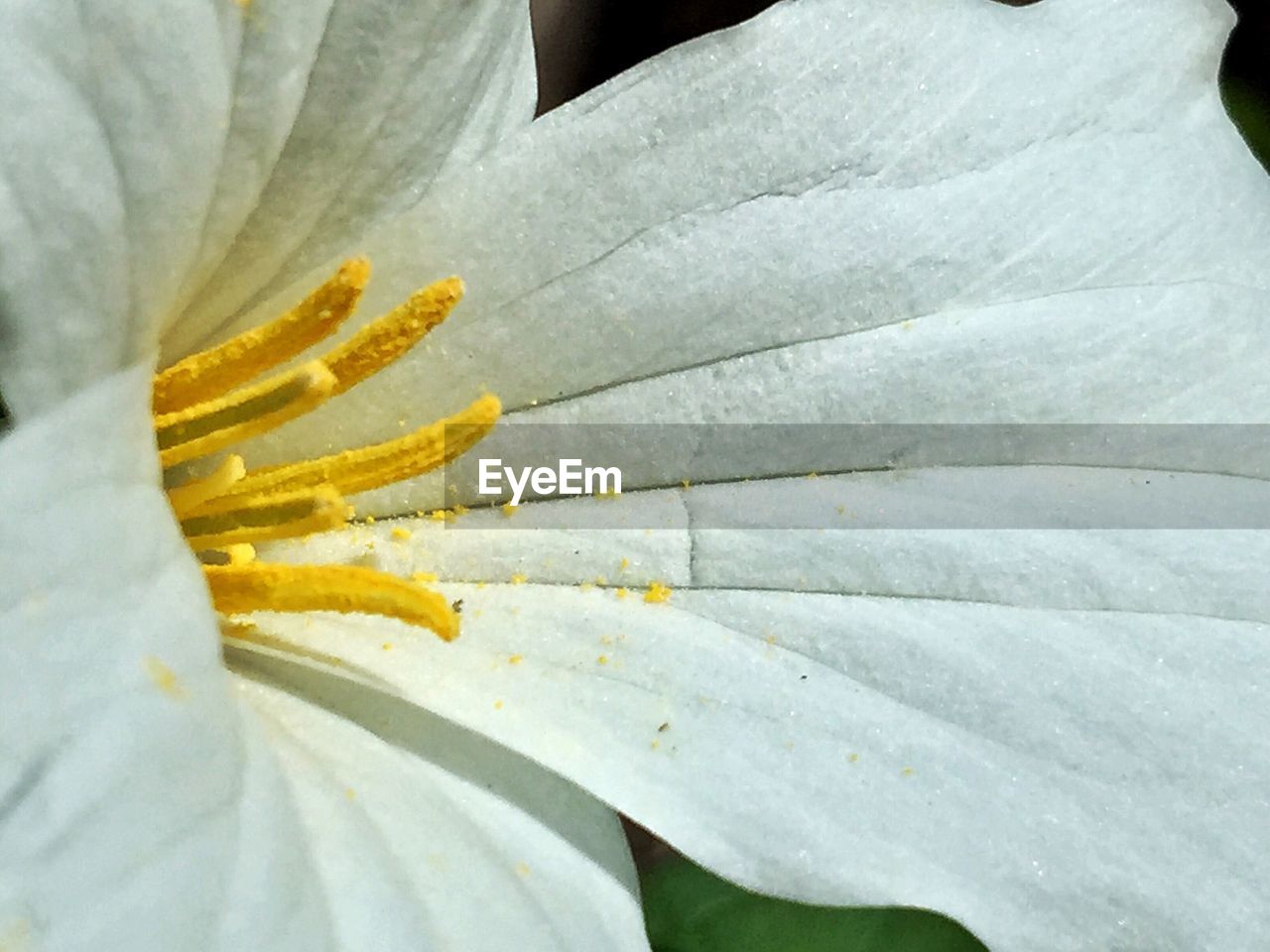 Close-up of white flower