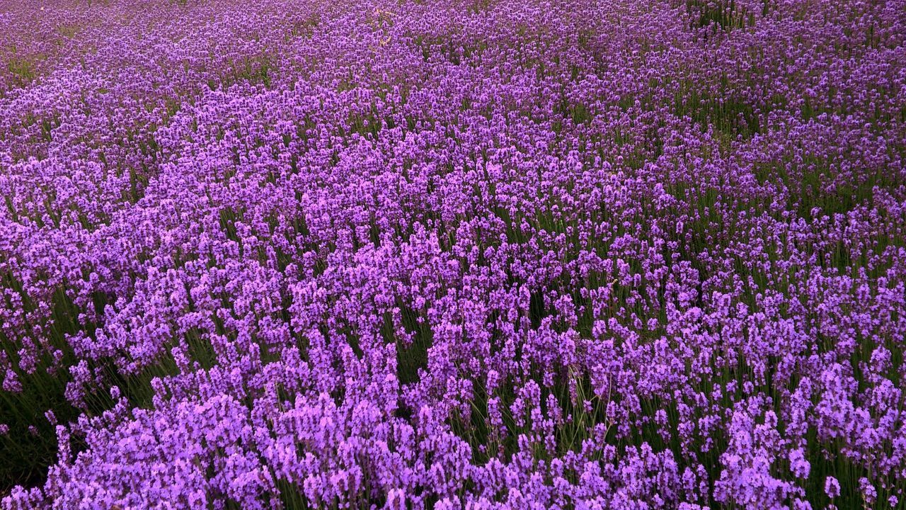 Flowers growing in field