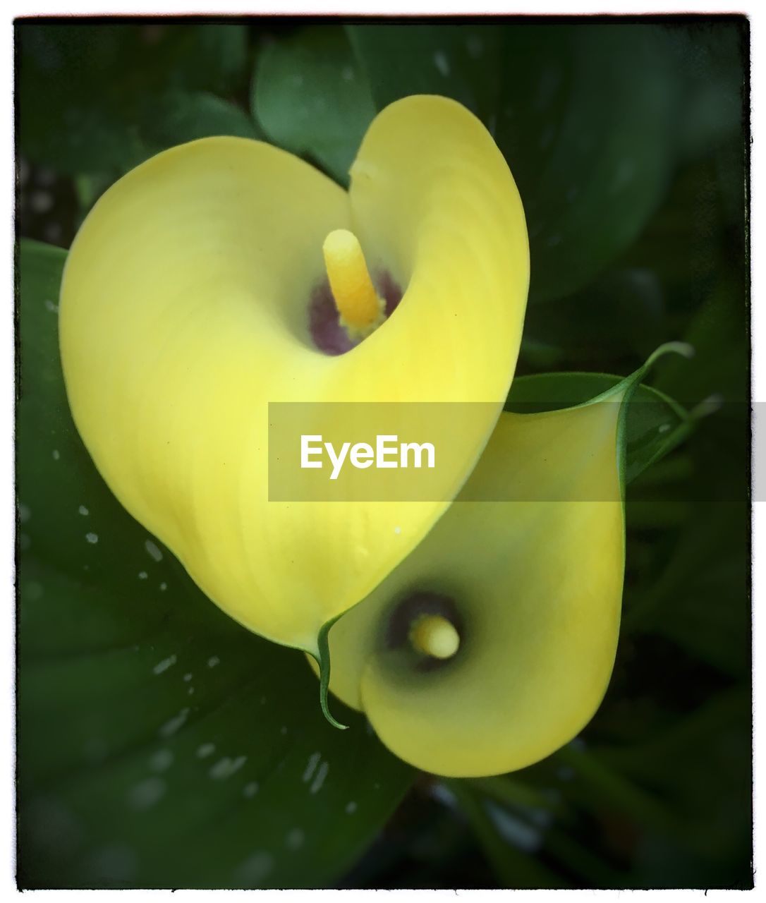 CLOSE-UP OF YELLOW ROSE