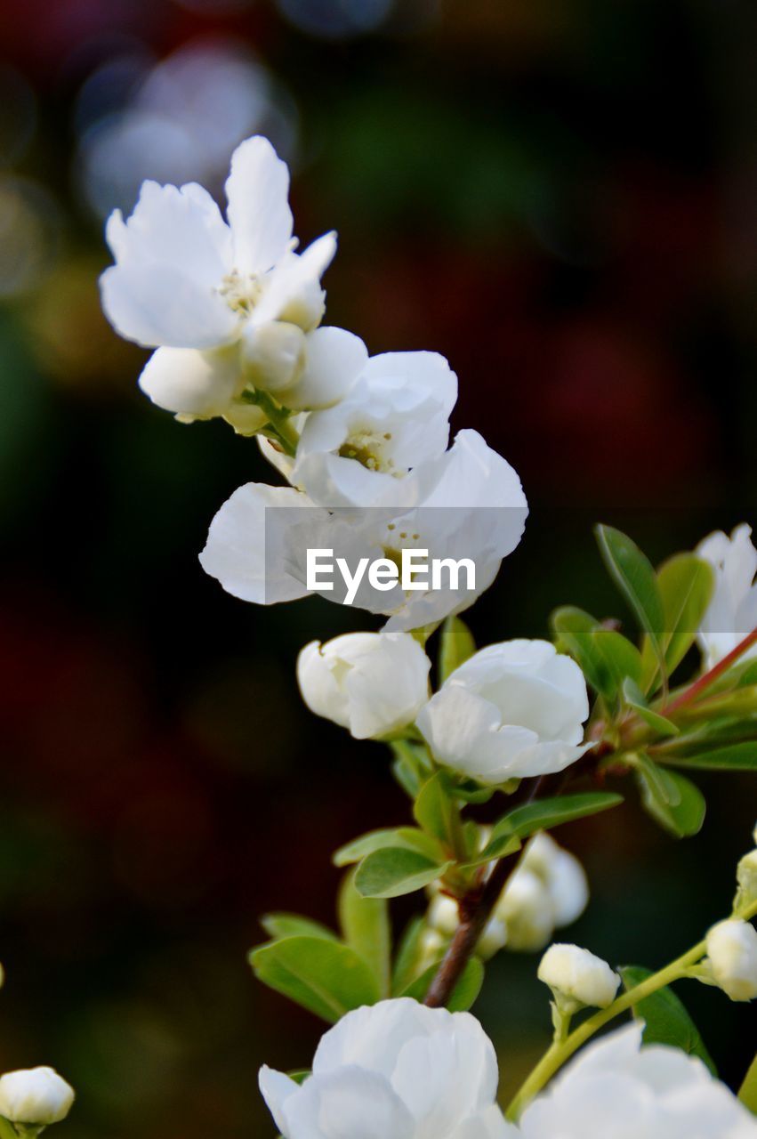 Close-up of white cherry blossom