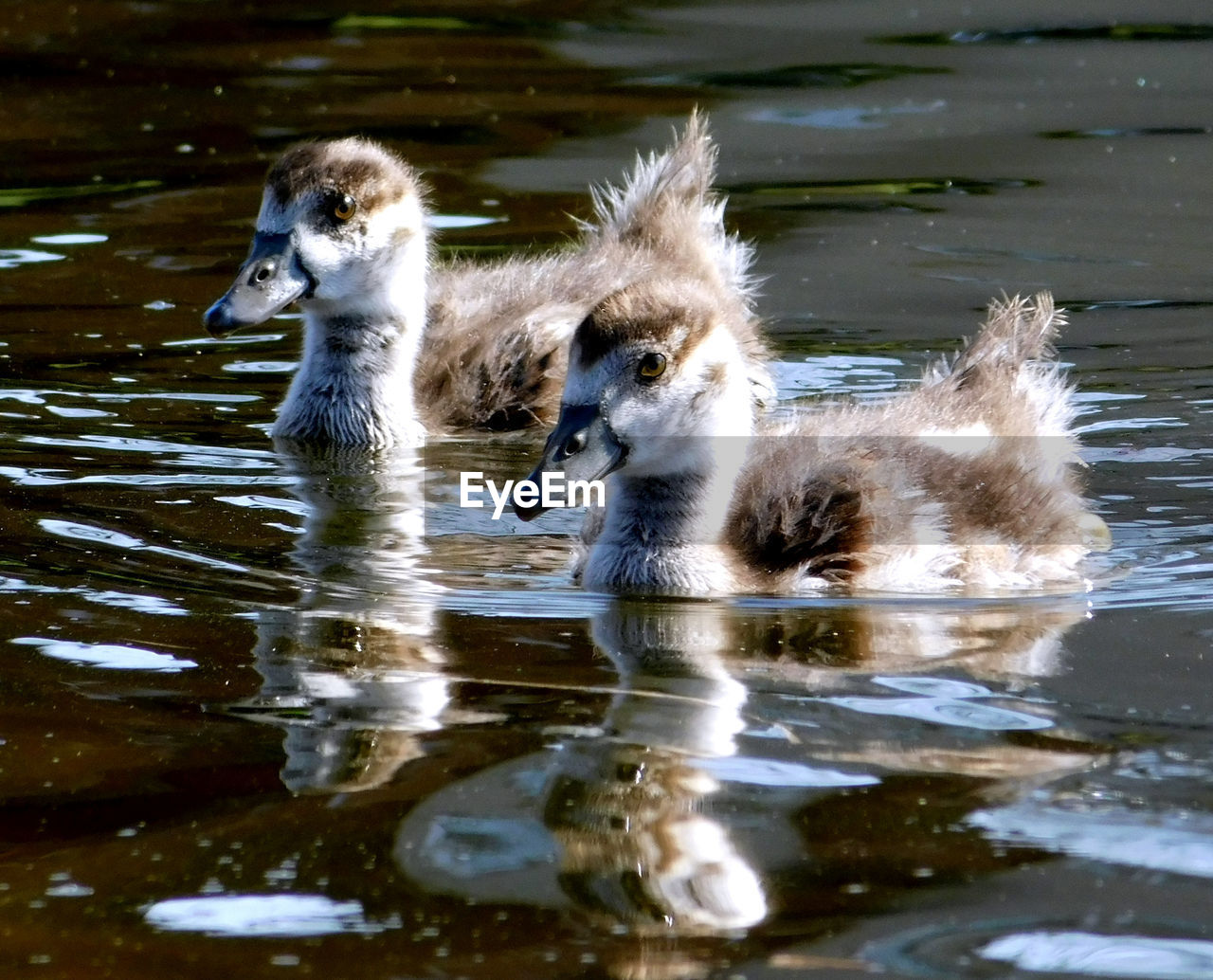 DUCKS IN A LAKE