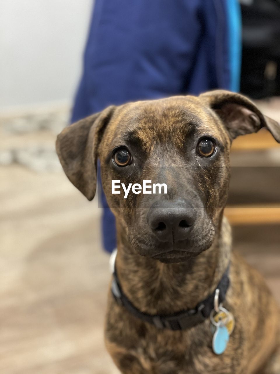 CLOSE-UP PORTRAIT OF DOG AT CAMERA OUTDOORS