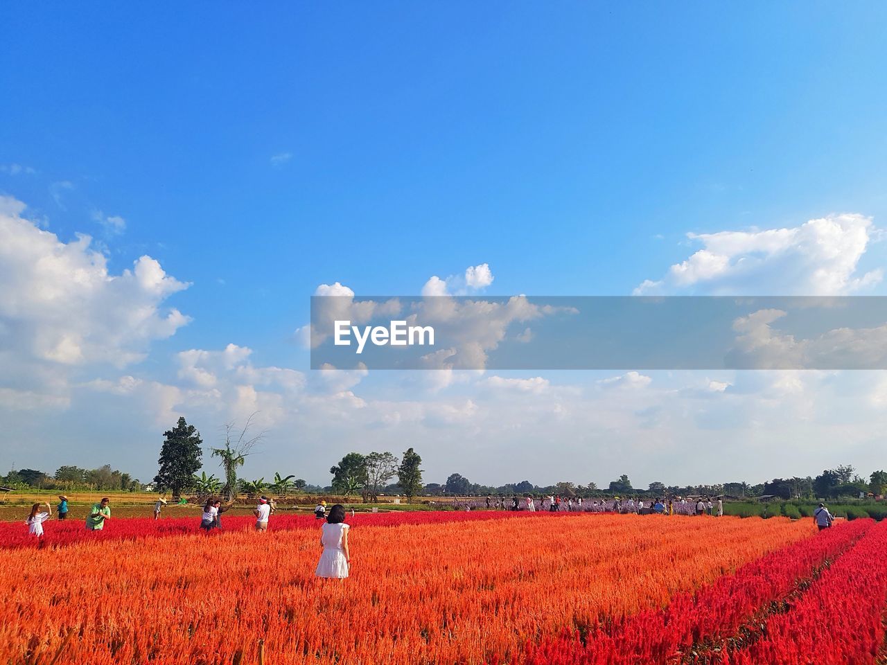 FIELD AGAINST SKY