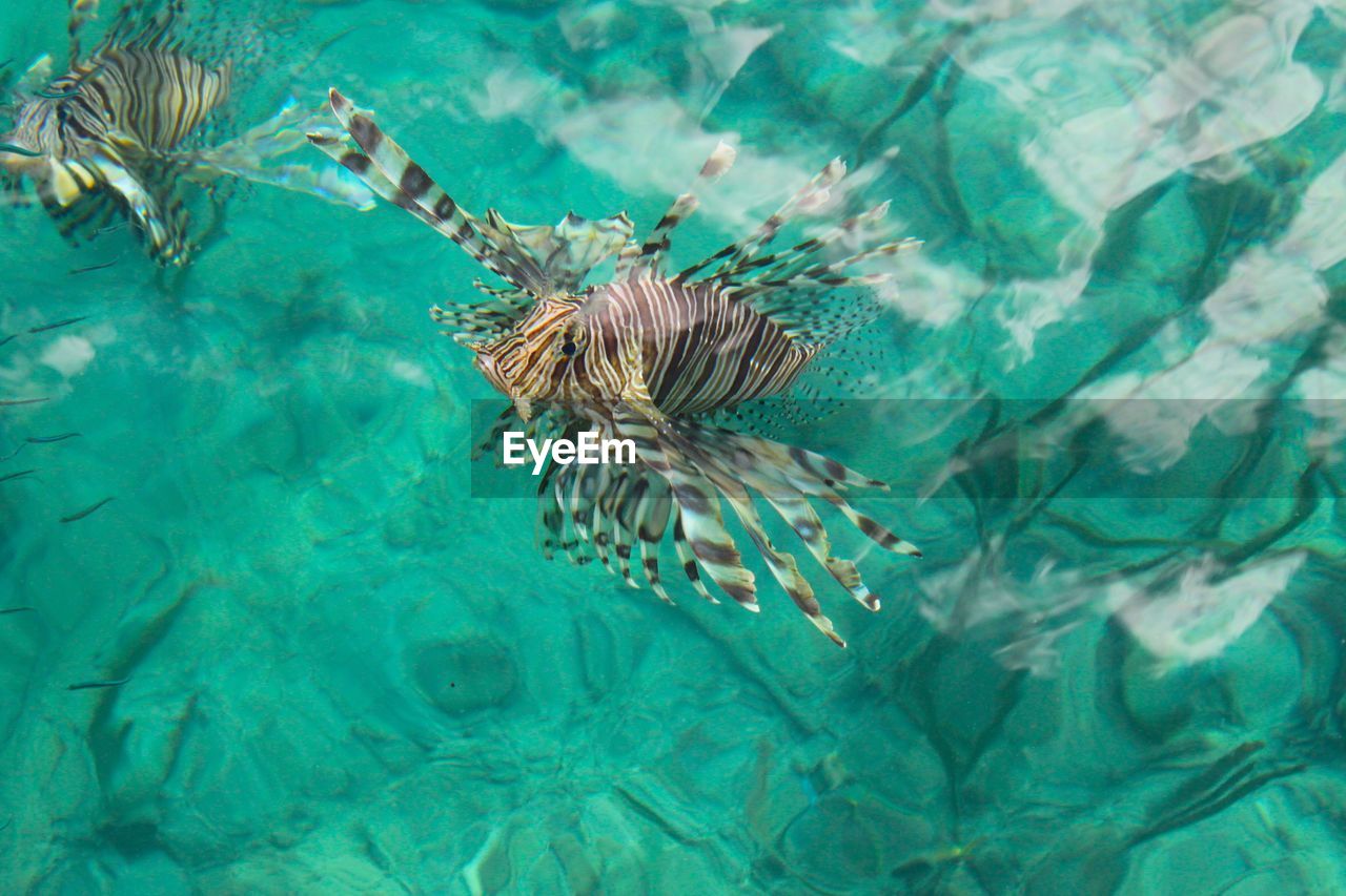 CLOSE-UP OF JELLYFISH IN WATER