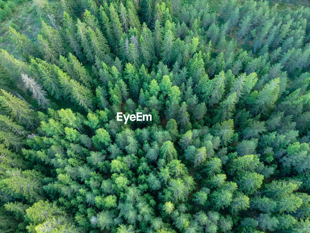 Spruce trees from above