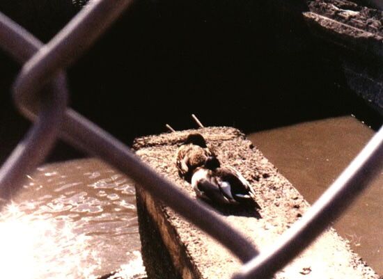 CLOSE-UP OF BIRD ON WALL