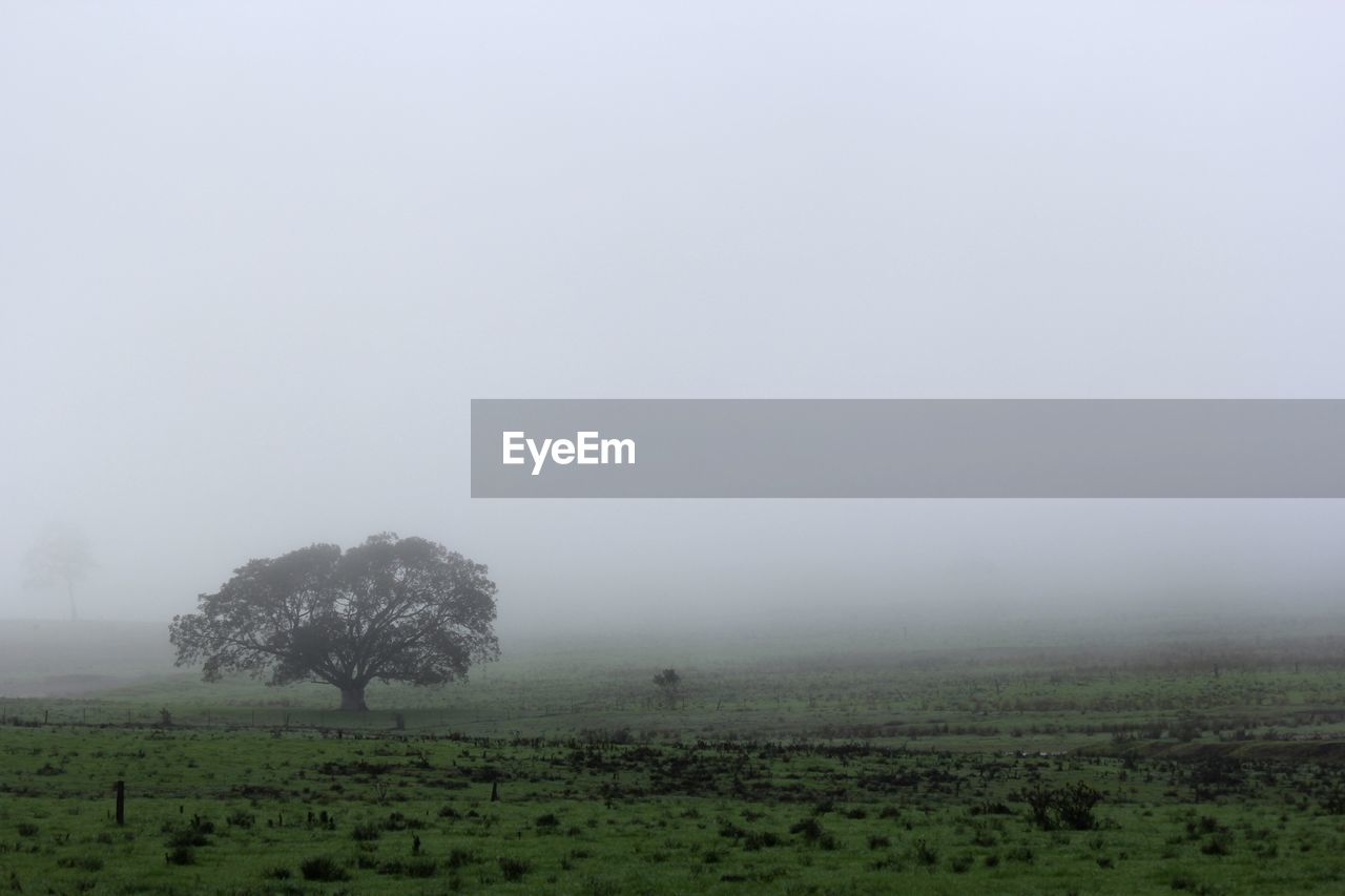 Trees on field against sky