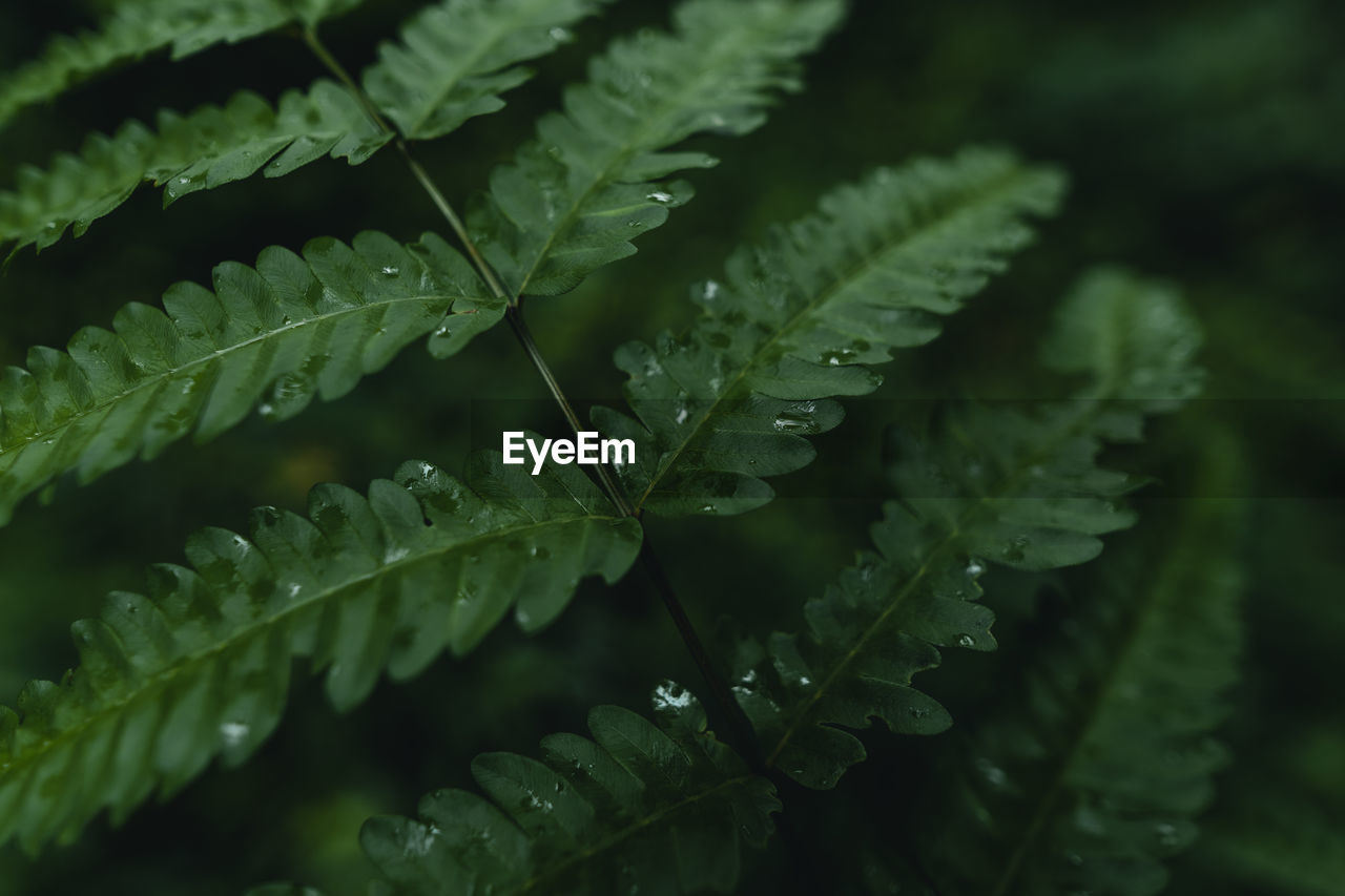 CLOSE-UP OF RAINDROPS ON LEAVES