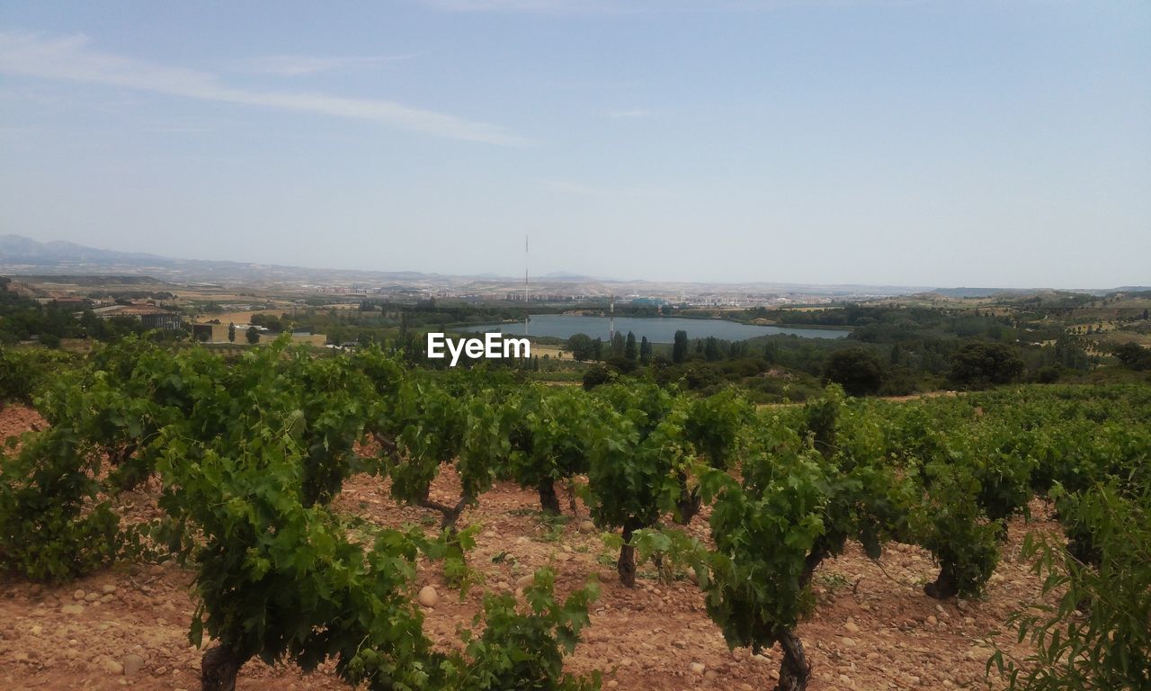 VIEW OF TREES ON LANDSCAPE