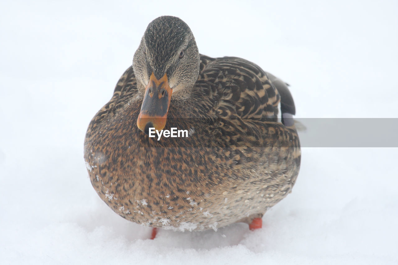 Close-up of mallard duck on snow