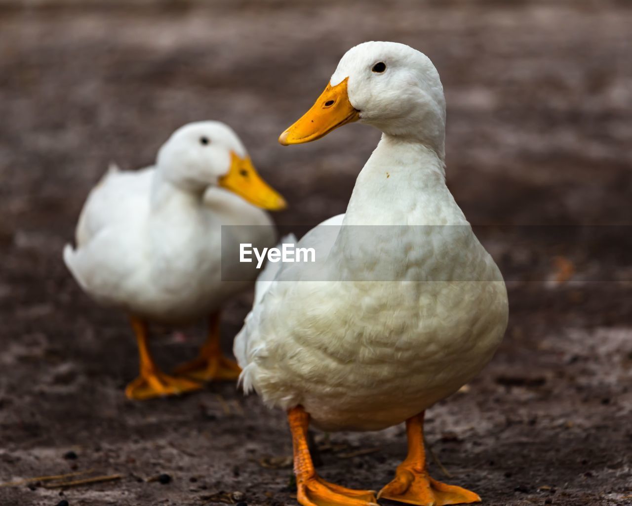 Close-up of duck