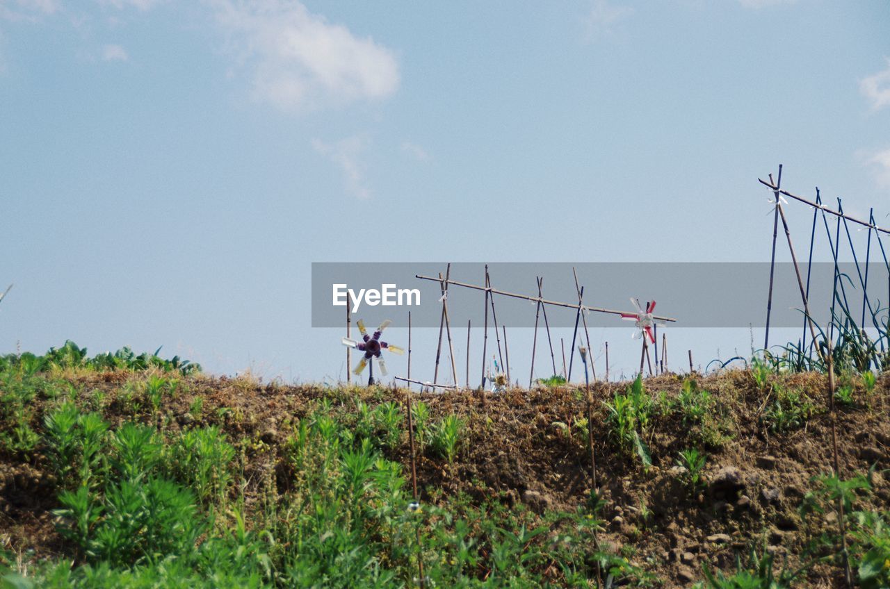 LOW ANGLE VIEW OF PLANTS ON FIELD