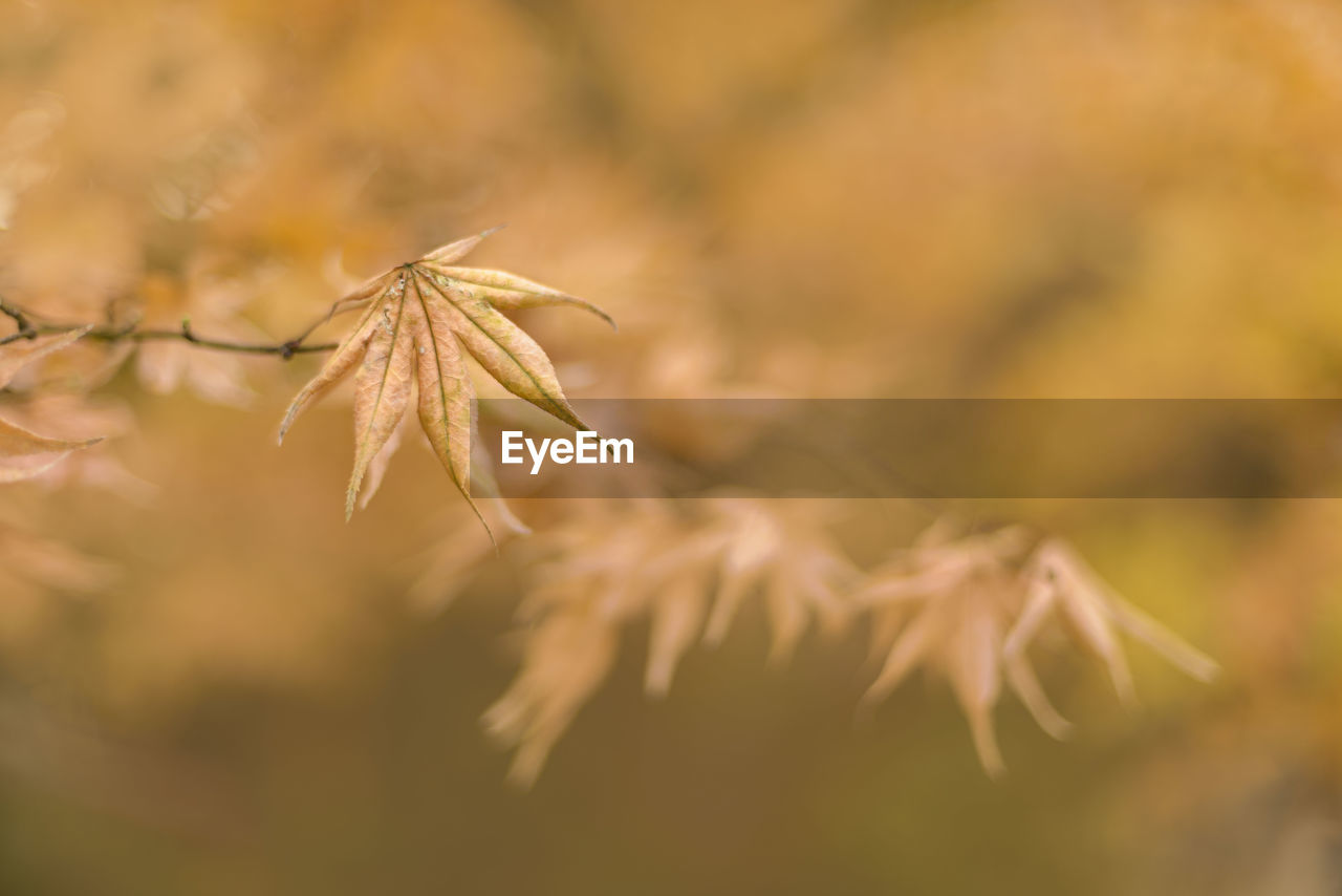 Close-up of autumn leaves