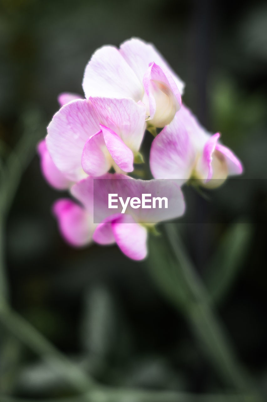 flower, flowering plant, plant, freshness, pink, beauty in nature, close-up, fragility, petal, macro photography, inflorescence, flower head, growth, nature, no people, blossom, focus on foreground, selective focus, wildflower, springtime, outdoors, day, purple