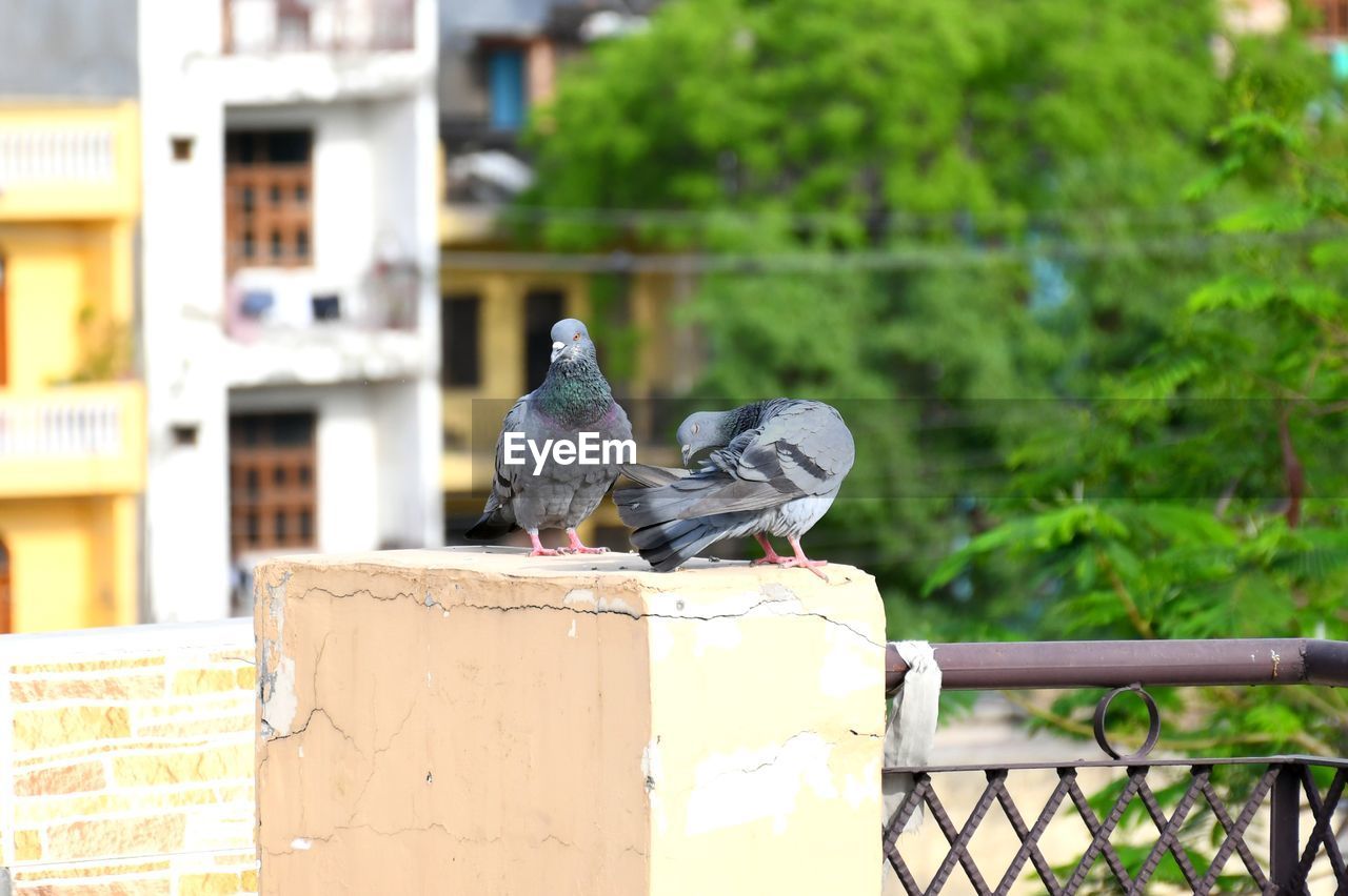CLOSE-UP OF PIGEONS PERCHING ON RAILING AGAINST FENCE