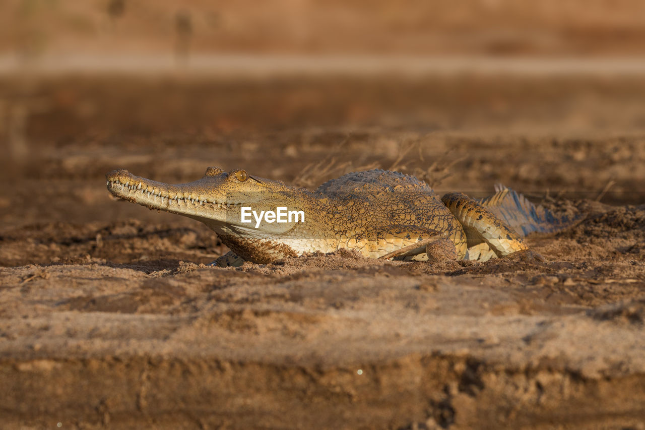 Close-up of alligator