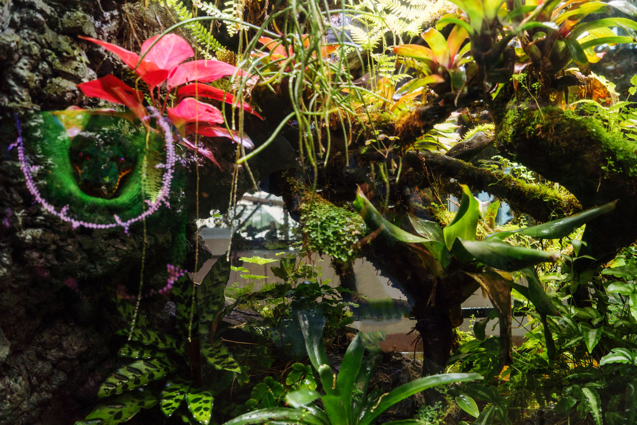 Rainforest model in terrarium glass container