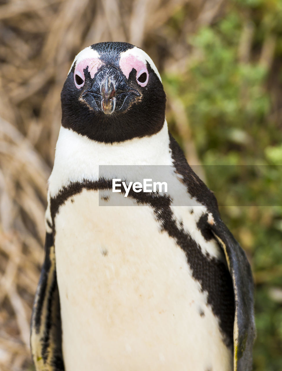 PORTRAIT OF A BIRD