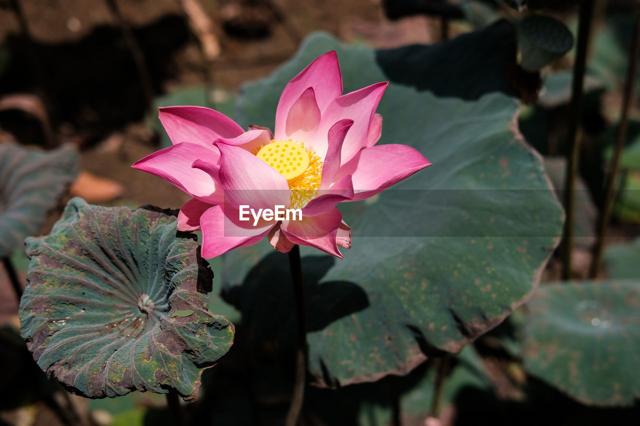 CLOSE-UP OF FRESH PINK FLOWER BLOOMING OUTDOORS