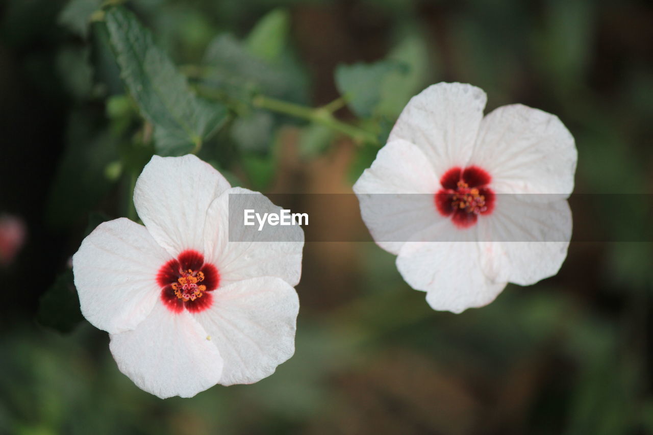 Close-up of white hibiscus blooming outdoors