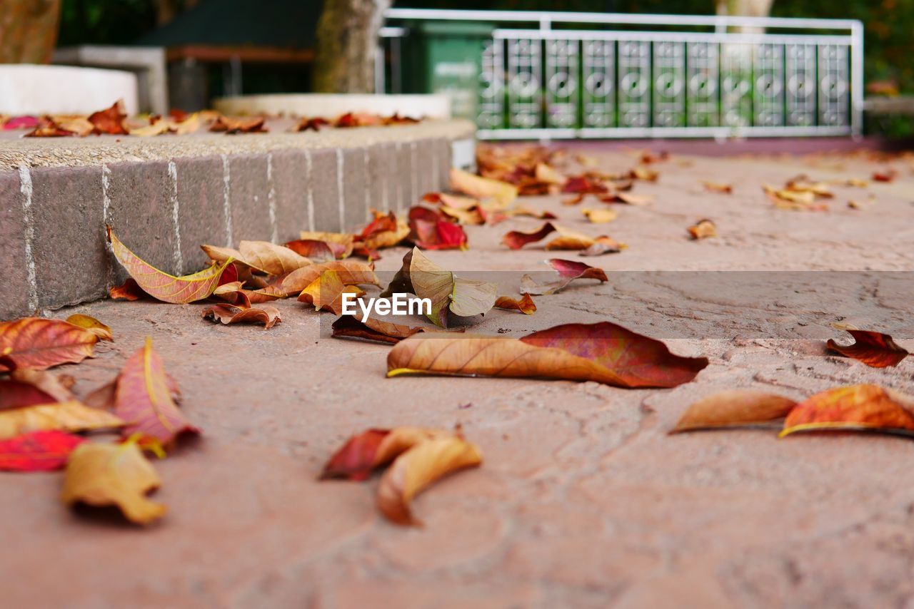 FALLEN LEAVES ON FOOTPATH