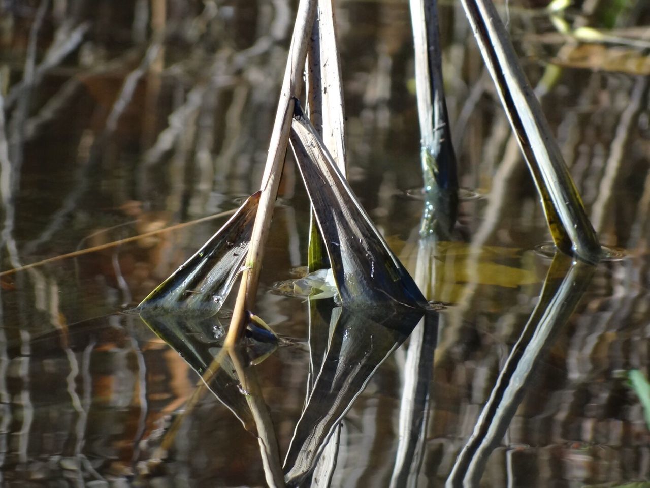 CLOSE-UP OF SNAKE