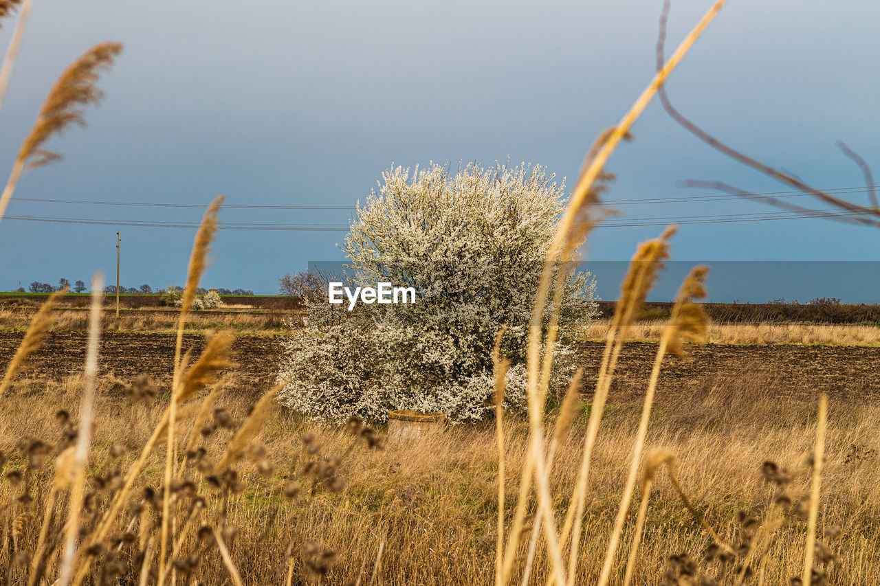 CLOSE-UP OF DRY PLANT ON FIELD AGAINST SKY