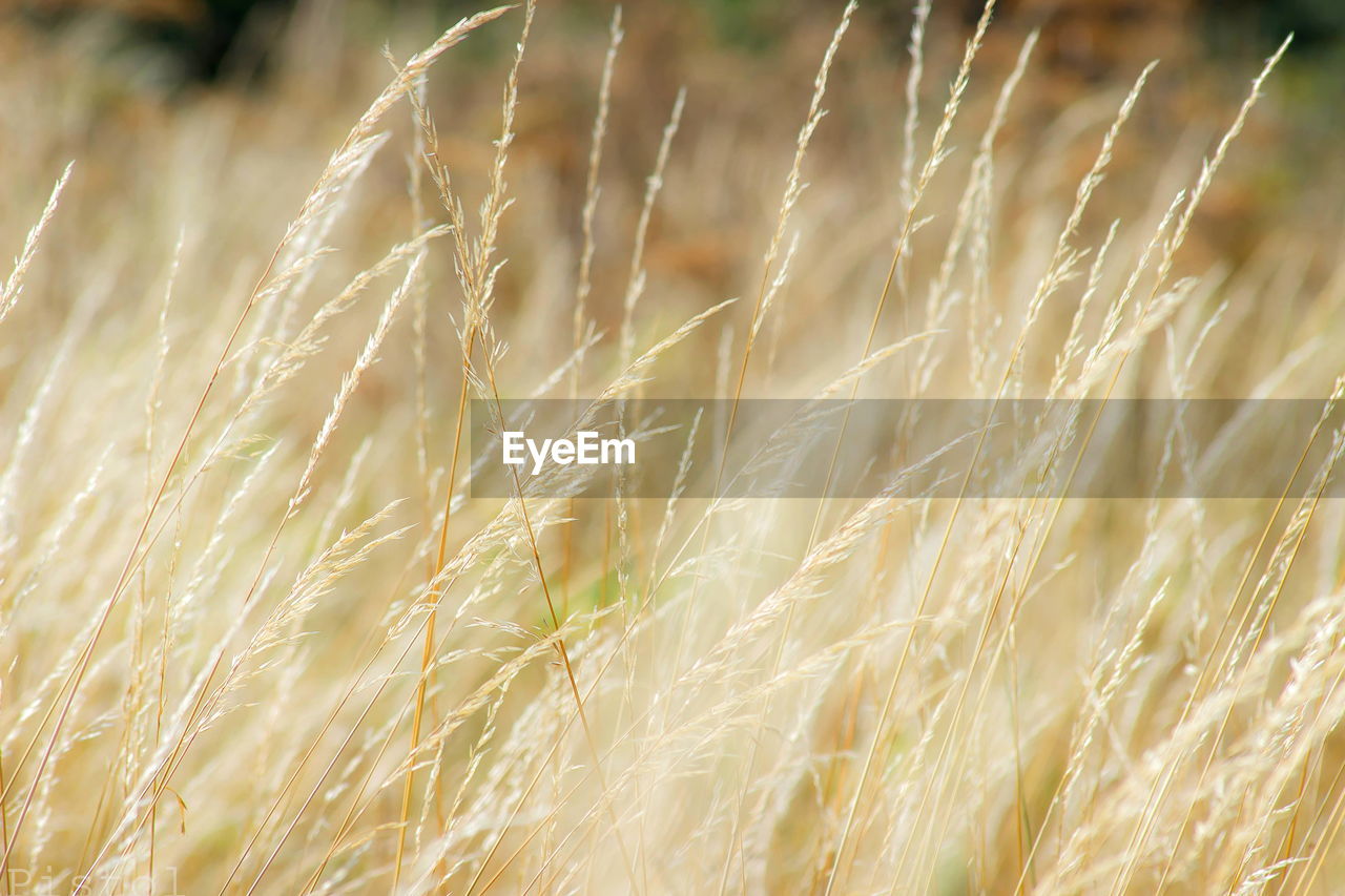 Close-up of wheat