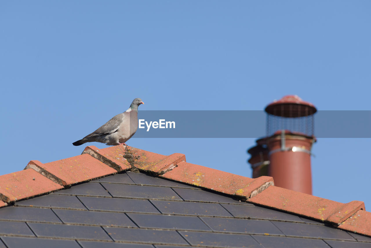 A large wild wood pigeon perches comfortably on the peak of a red and blue tiled roof, blue sky