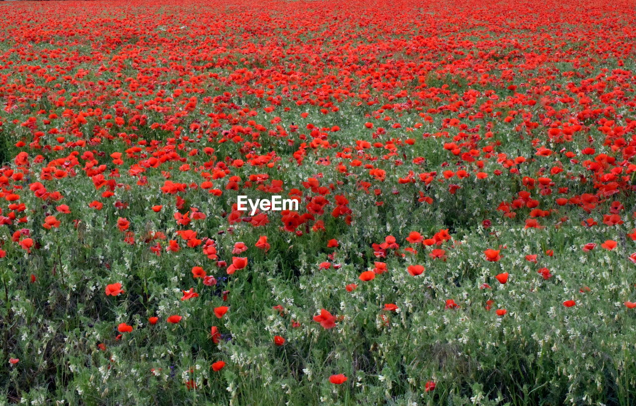 RED POPPIES ON FIELD